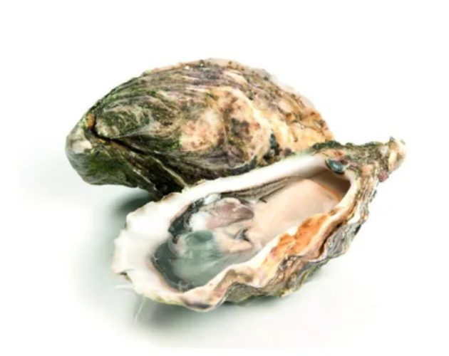 Oysters